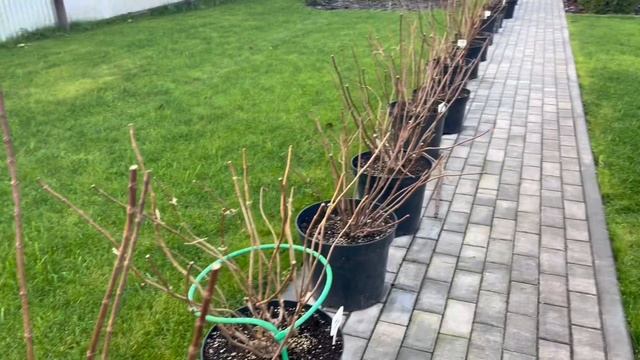 Как будут зимовать гортензии в горшках смотреть онлайн