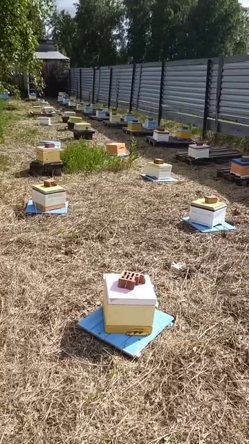 Выставляем нуклеусы #сибирь #бакфаст #шортс #shorts #пчёлы #мёд #пчеловодство #пасека #карника смотреть онлайн
