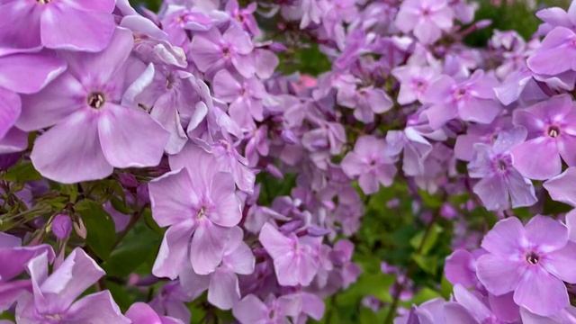 Дымчатый флокс Серебряный Бор, моей селекции смотреть онлайн