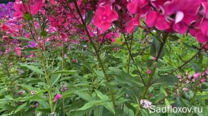 Яркий флокс Модерн моей селекции, днем и вечером
