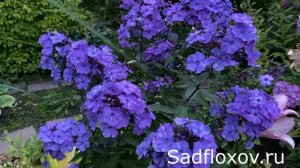 Самый, самый синий флокс Блю Парадайз