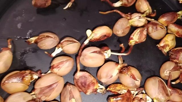 Семена фисташки Акбари уже готовы к высадке в грунт 22.11.2025г. от Small Garden's