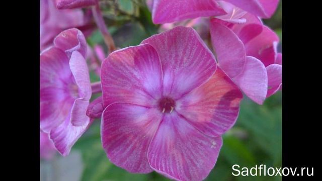 Дымчатые флоксы. Видео из серии Цвета флоксов смотреть онлайн