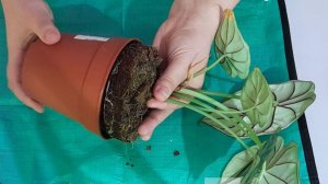 срезаем плоды с граната и пересаживаем мою новую алоказию