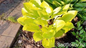 Яркая, золотистая хоста Файер Айленд (Fire Island) в моем саду