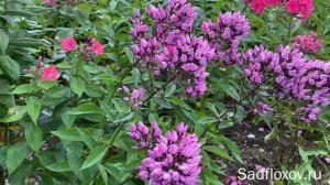 Необычный флокс Бутоник