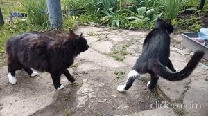 Песня «Забей»