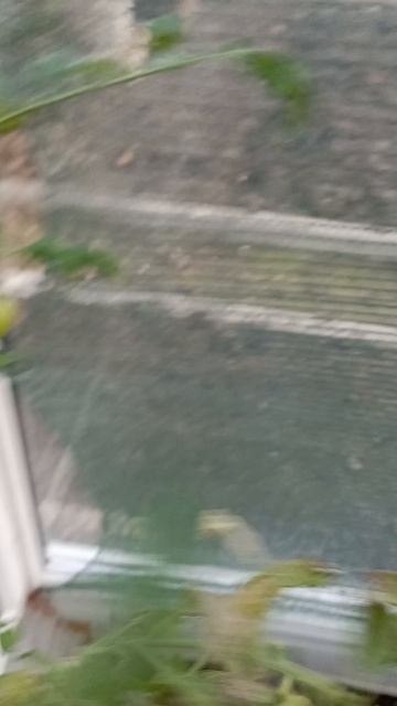 ✅21.11.25 собрала голандские помидорчики 🍅 смотреть онлайн