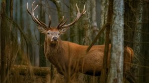 Почему олени сбрасывают рога, а кабаны прячутся под елями? Изучаем животных Березинского заповедника