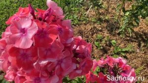 Флокс Илларион в моем саду