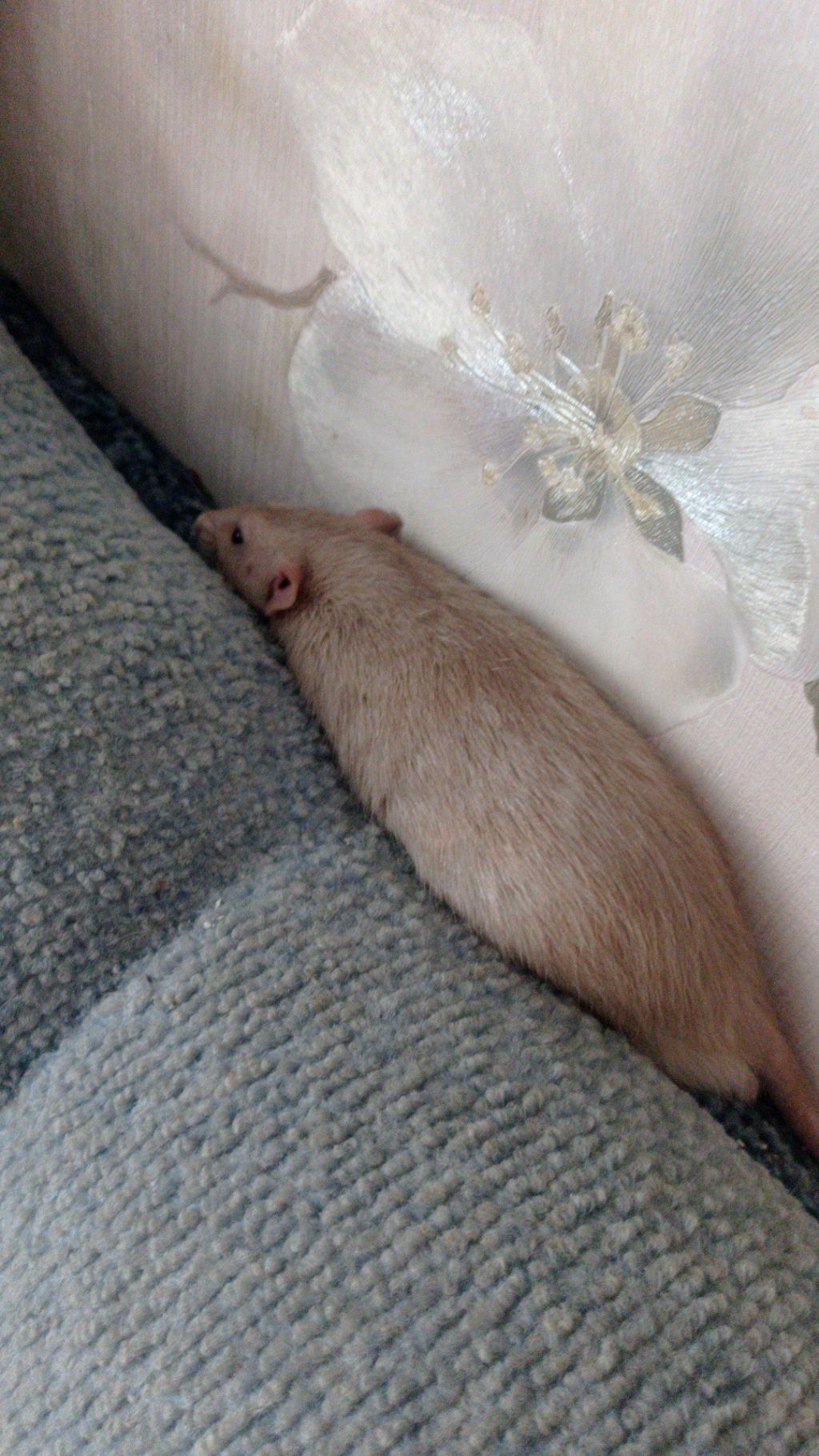 крысы смотреть онлайн