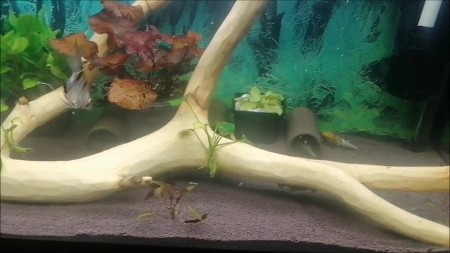 Положил грунт пропант в свой аквариум на 200 литров вот что получилось я результатом доволен смотреть онлайн