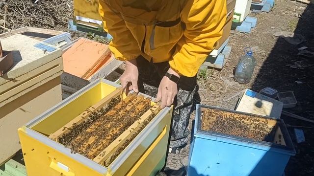 Бакфаст удивляет, первый осмотр смотреть онлайн