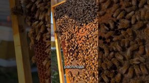 Почему не берут сироп?