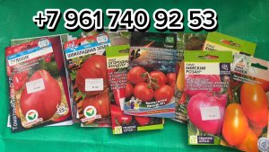 Часть 2. Томаты для открытого грунта на сезон 2026, обзор фото сортов с использованием.