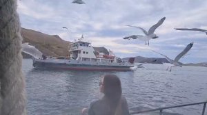 Чайки на Байкале