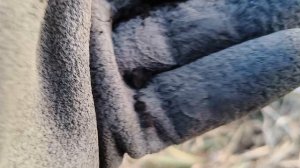 Ещё убитый "массон" 🤦. Поиск с металлоискателем EQUINOX 900 #поискмонет #монеты #equinox900 #34