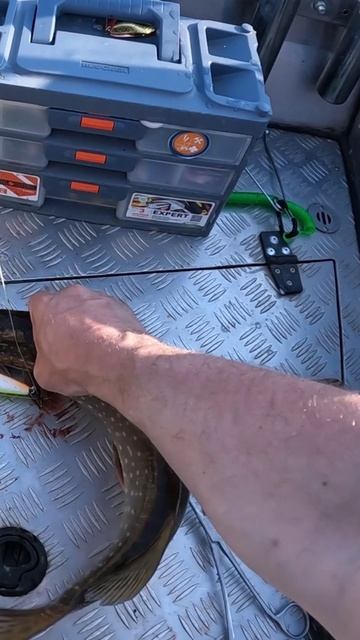 Не берите Щуку голыми руками!!! смотреть онлайн