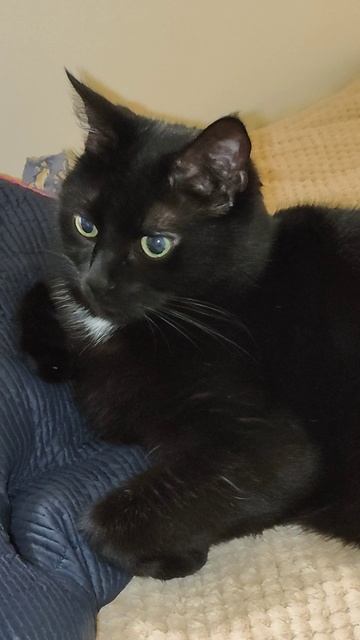 Эти глаза смотреть онлайн