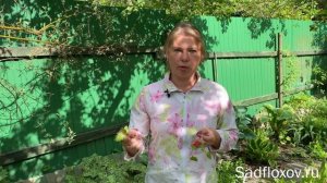 Примулы Зибольда,  посадка и уход