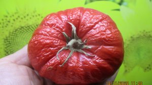 Томат Кот Тимофей долежал у меня дома до середины ноября! Показываю КАКИМ СТАЛ и КАКИМ БЫЛ.