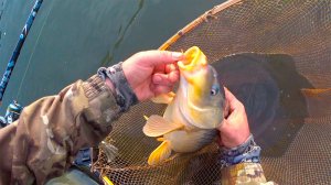 САЗАНИЙ КЛЁВ В НОЯБРЕ !!!!