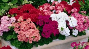 Сегодня посеяла семена пеларгонии