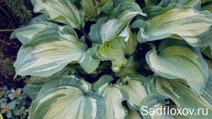 Хоста Гардиан Энжел (Guardian Angel) в моем саду