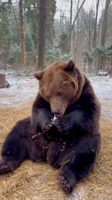 Бурый медведь Том. Мороженное!!!