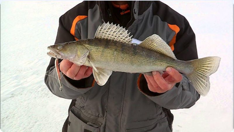 Первый Лед 2025 Ловля Судака и Головля на Ратлины и Балансиры Lucky John смотреть онлайн
