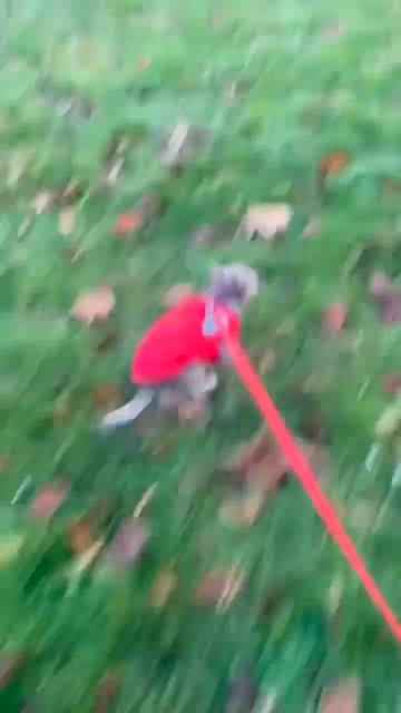 Осенний марафон