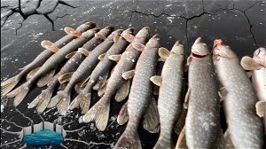 ПЕРВЫЙ ЛЁД ТРЕЩИТ! ЩУКА ПРЁТ! 2 ЧАСА НА УТРЕННЕМ КЛЁВЕ.