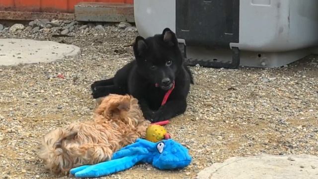 Схипперке против русской цветной болонки. Баттл щенков. смотреть онлайн