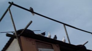 HDV_0716Пермские голуби.