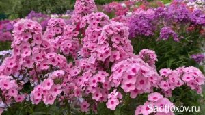 Флокс Маленькая Принцесса, селекции Т.П. Шаповал