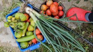 9-10 ноября 2025. Поездка за мясом. Опять урожай и красивый осенний клён