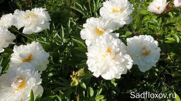 Пион Лавс Тач (Loves Touch) в моем саду