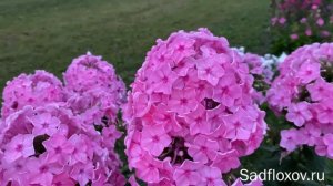 Новый флокс моей селекции Сокровище