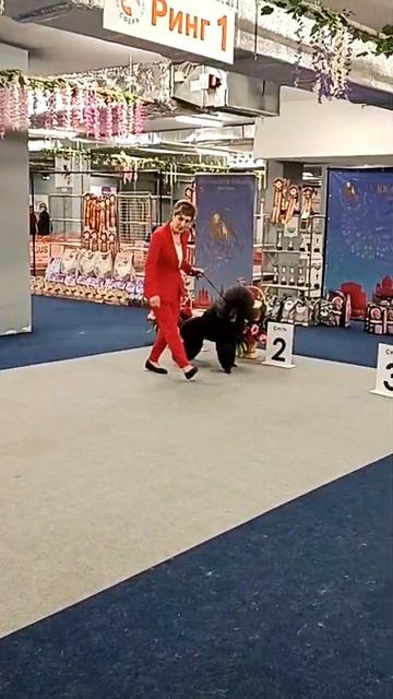 Национальная выставка собак всех пород ранга САС-ЧФ 