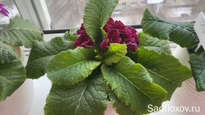 Уход за примулами до посадки