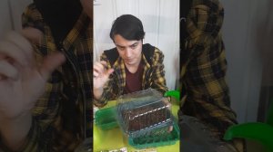 🍓🌸 Сажаем землянику (клубнику) и эустому вместе с агрономом Романом.🍓🌸