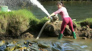 Используя насос наловила много карпов, чтобы отвезти их на рынок для продажи. Жизнь во Вьетнаме