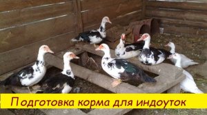 Подготовка  корма  для  индоутки