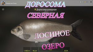 ТРОФЕЙ ДОРОСОМА СЕВЕРНАЯ!!!ОЗЕРО ЛОСИНОЕ - РУССКАЯ РЫБАЛКА 4