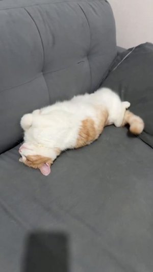 #котики #приколы