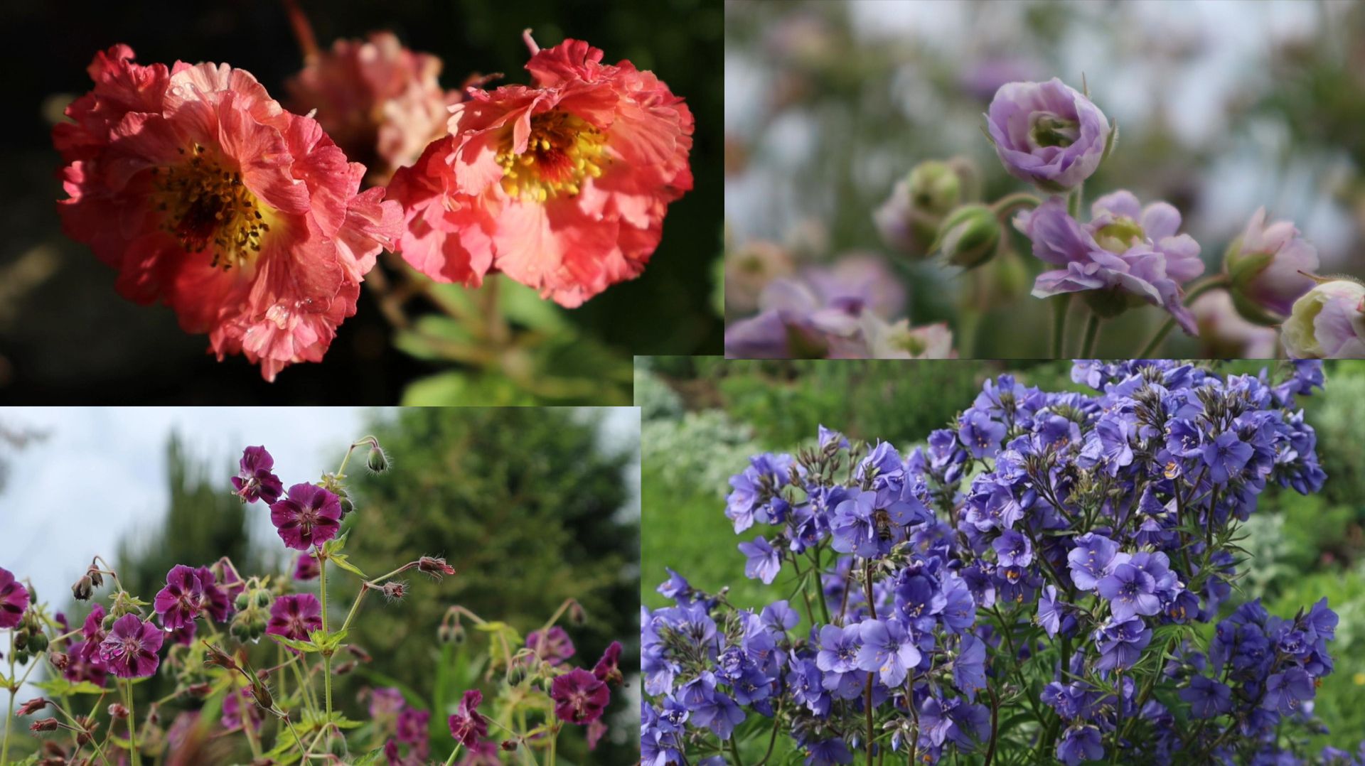 Многолетники июня. 1 часть. Северо-Западный регион.