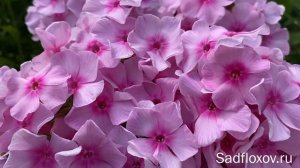 Флокс Афродита моей селекции