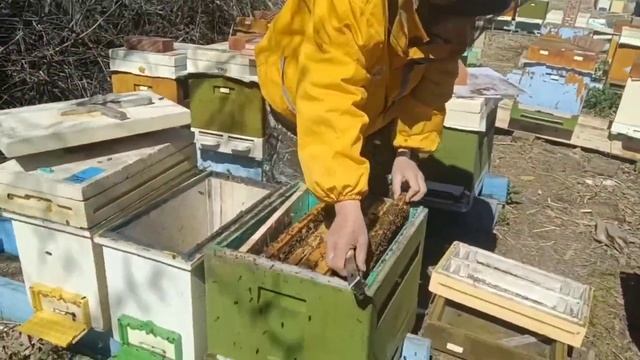 Продолжаем пересаживать отводки с племенными матками Бакфаст смотреть онлайн