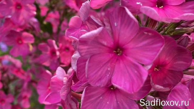 Дымчатый флокс Капитолина моей селекции смотреть онлайн