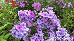 Флокс Андрейка, селекции неизвестного автора